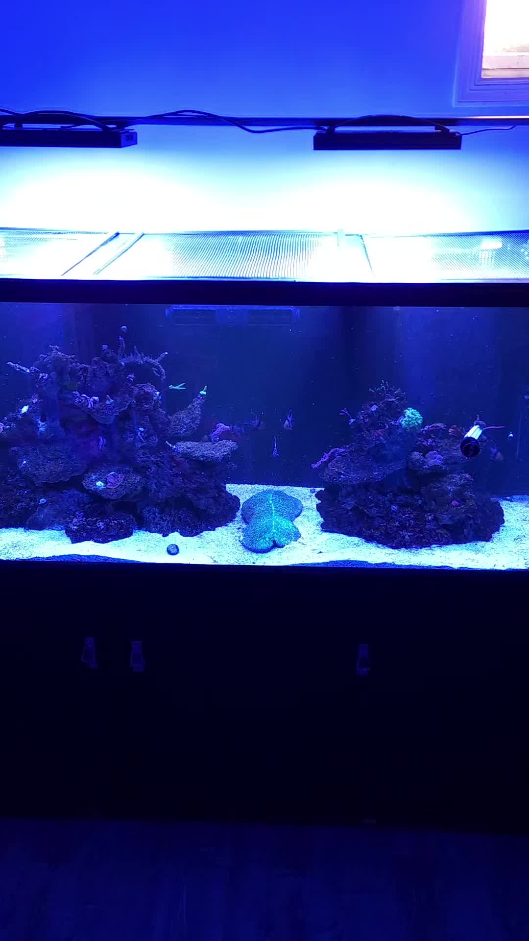 @Mike's Reef Tank