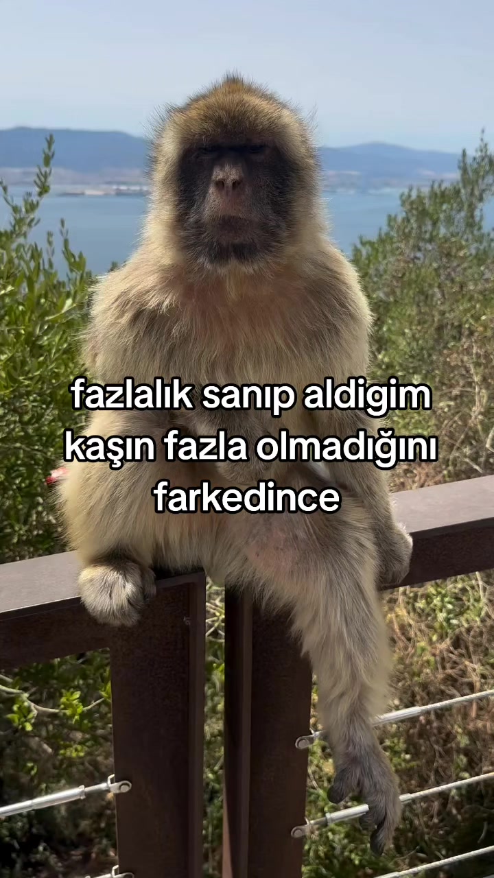 @rolland