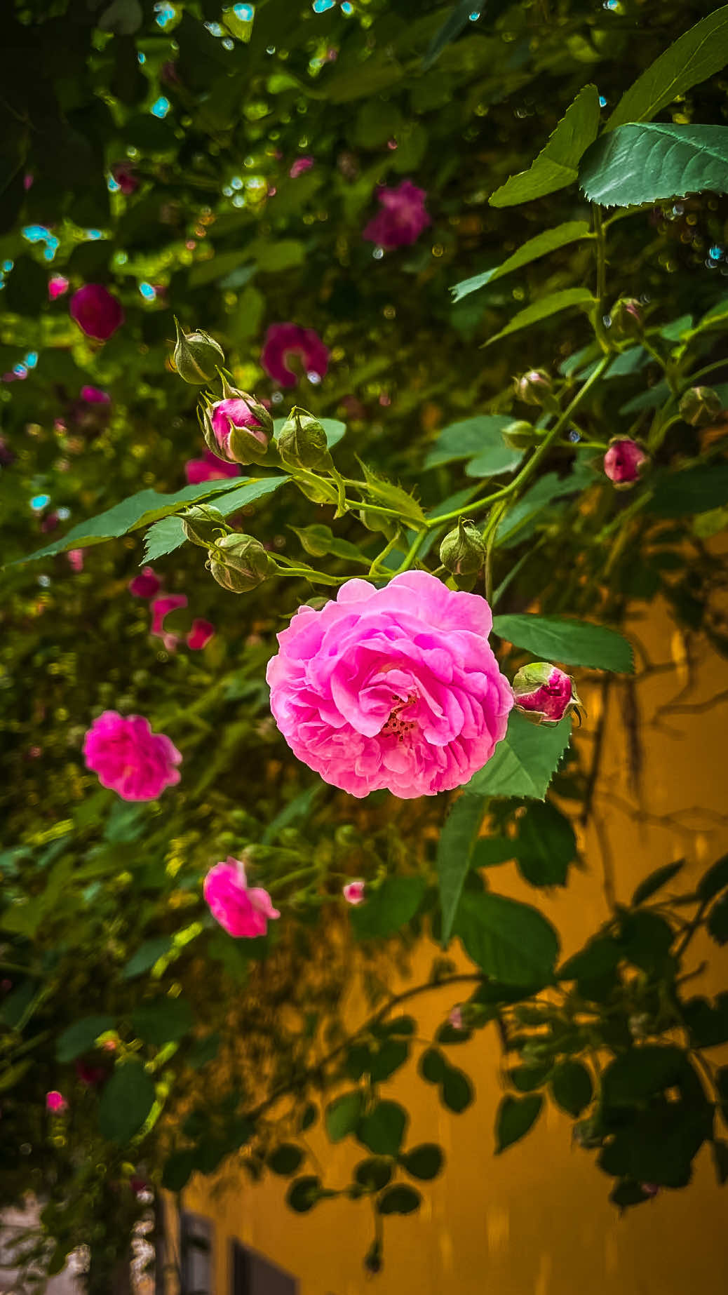 @𝑻𝒂̂𝒏 𝑻𝒉𝒊