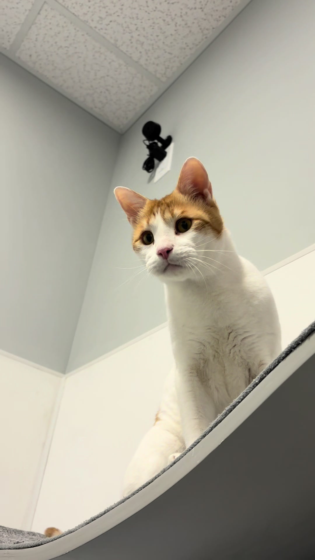 @The Fur Seasons Feline Rescue