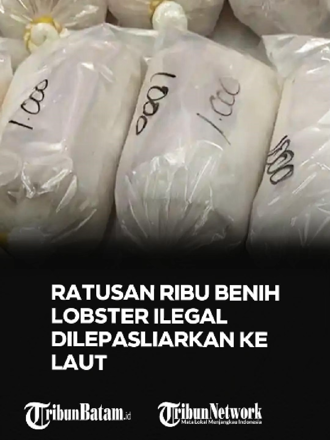 @Tribun Batam