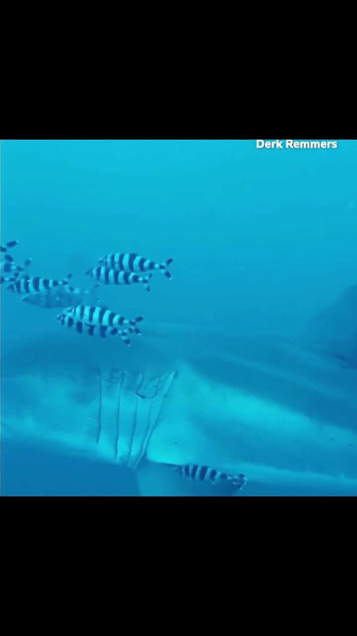 @sharkabcabc