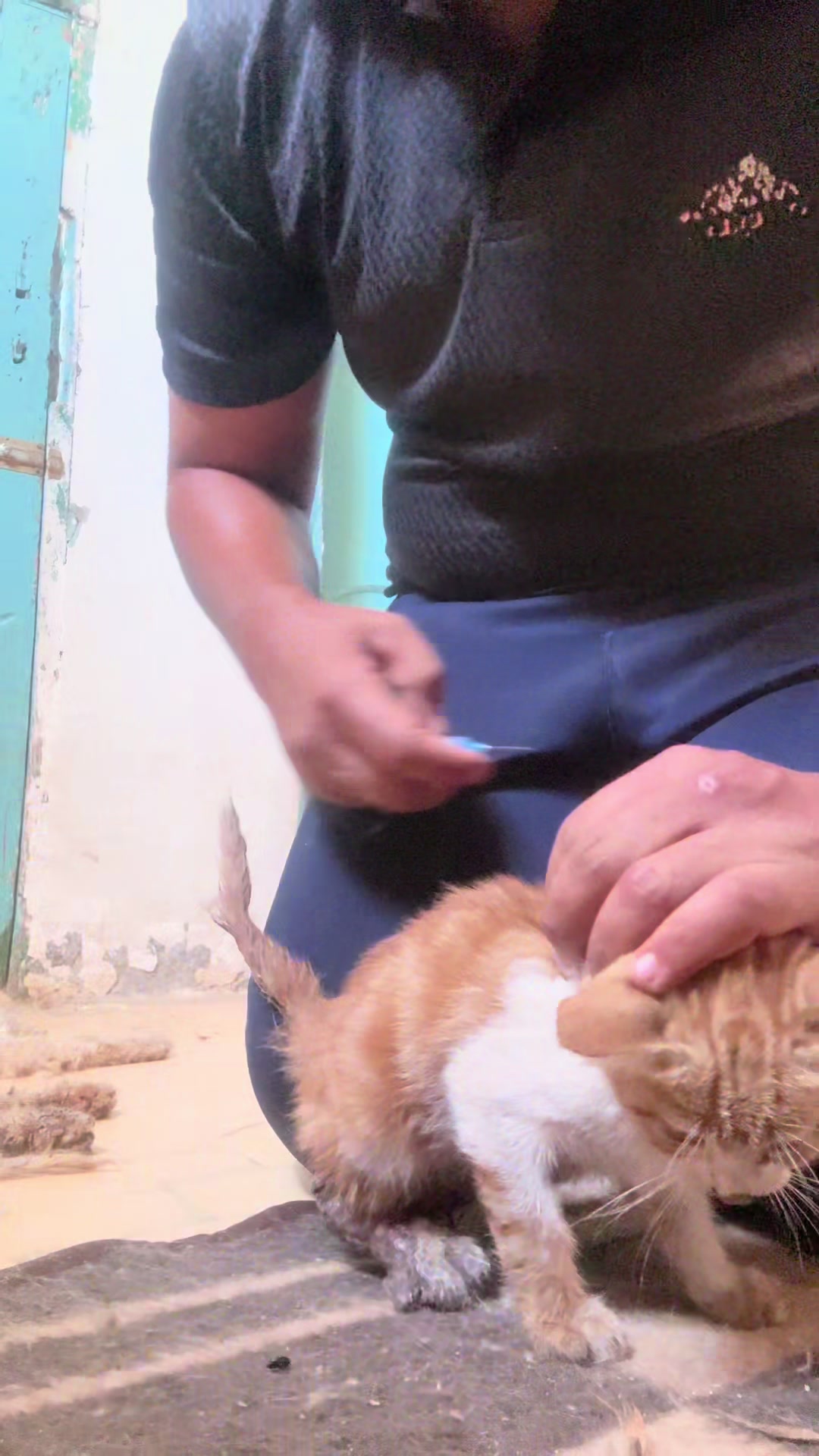 @mohammed and his cats😺