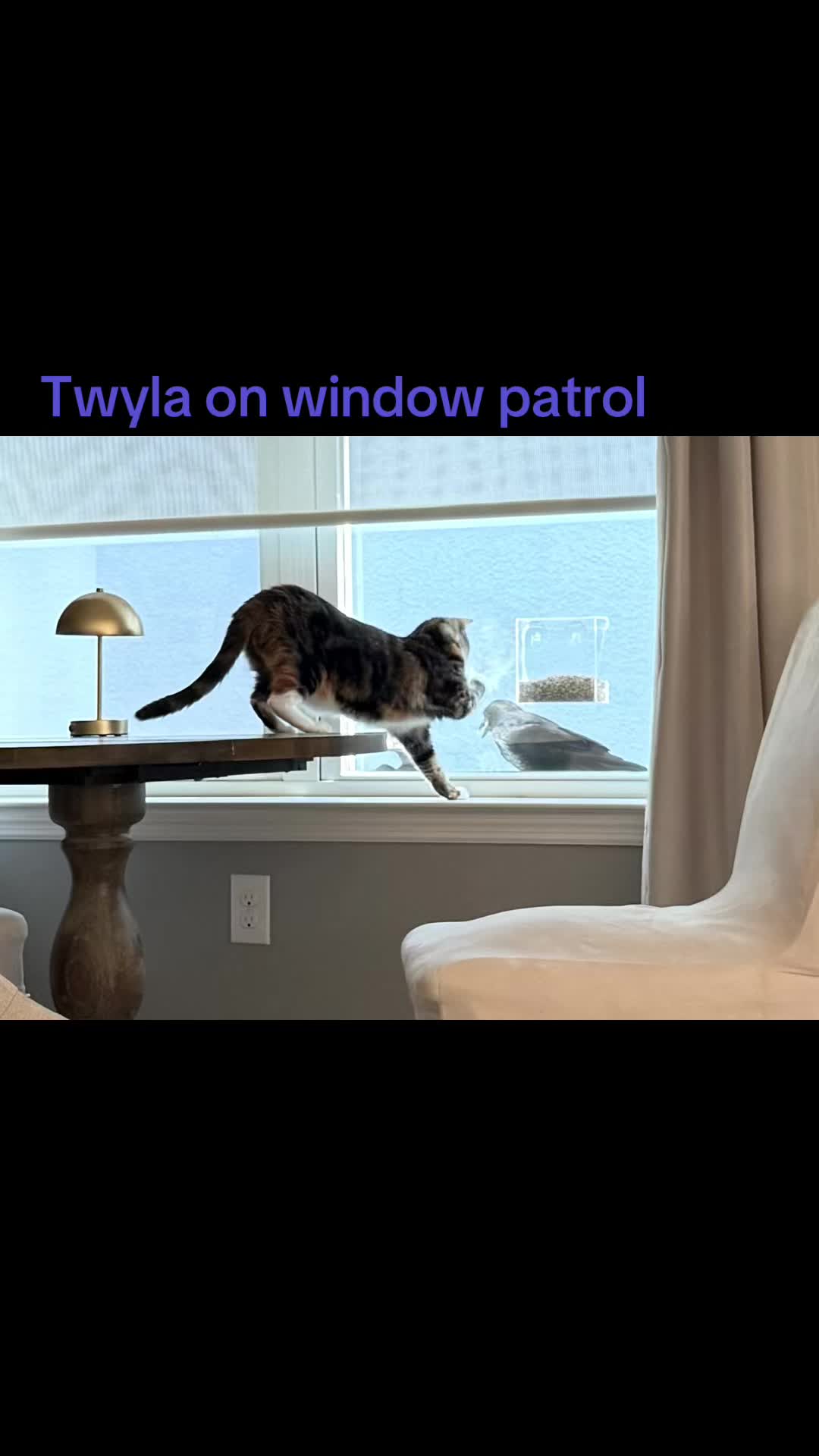 @Stef 🧡 cats! 🐈 🐈⬛🐈🐈⬛