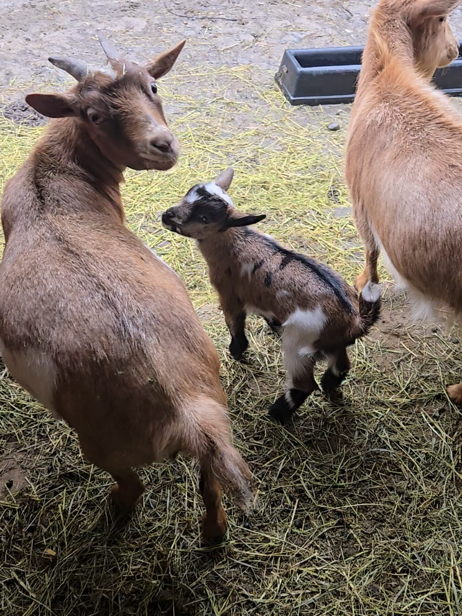 @Goat Shack