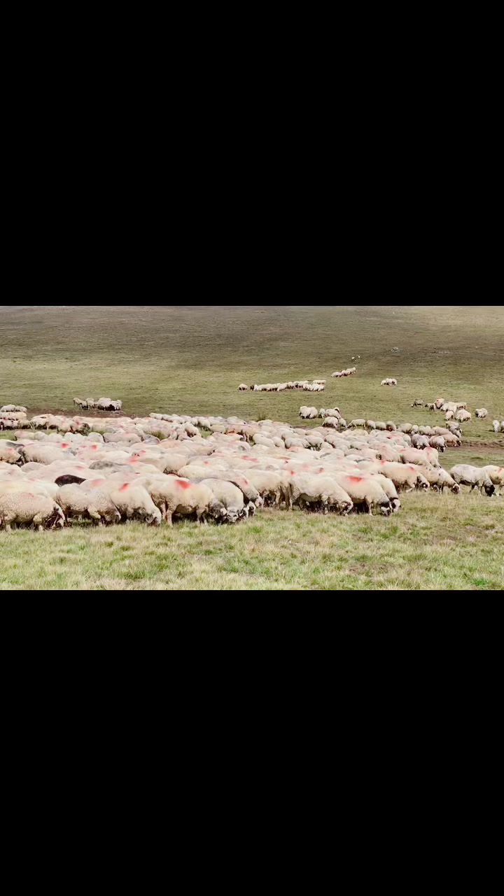 @yalnız Kral52