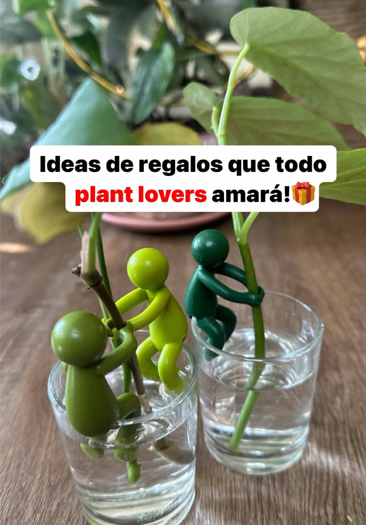 @Greenprincessliveplants
