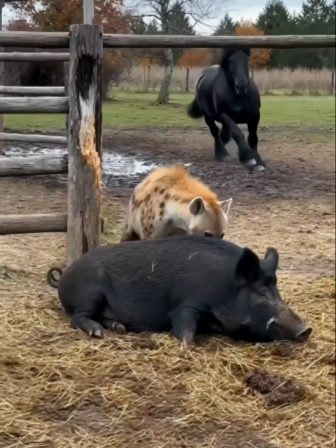 @NutsyFarm