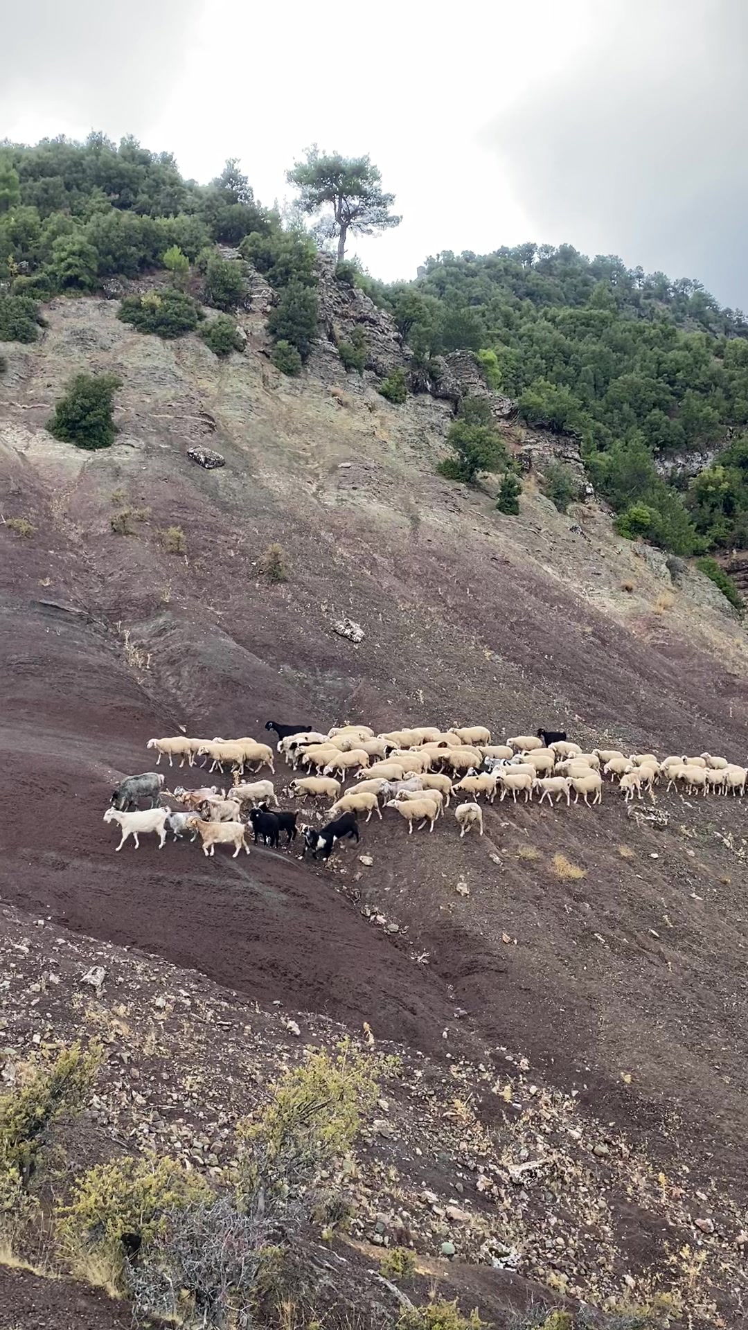 @Sarıtaş