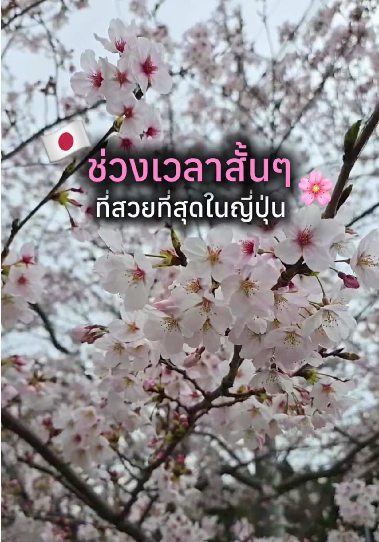 @HappyDan JapanTrip