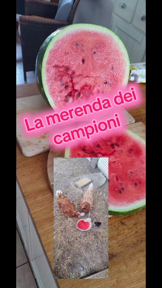 @Il leone e la gallina