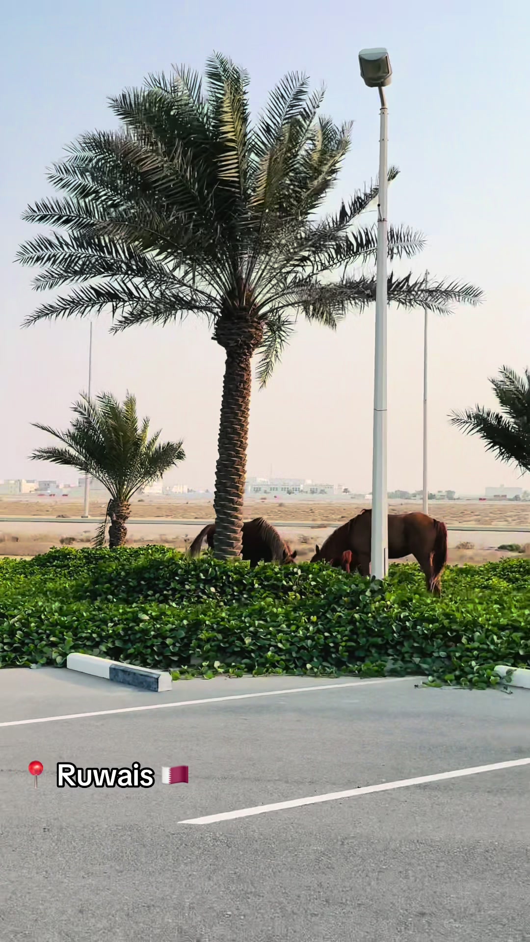@Dusty TraiLs 🚙
