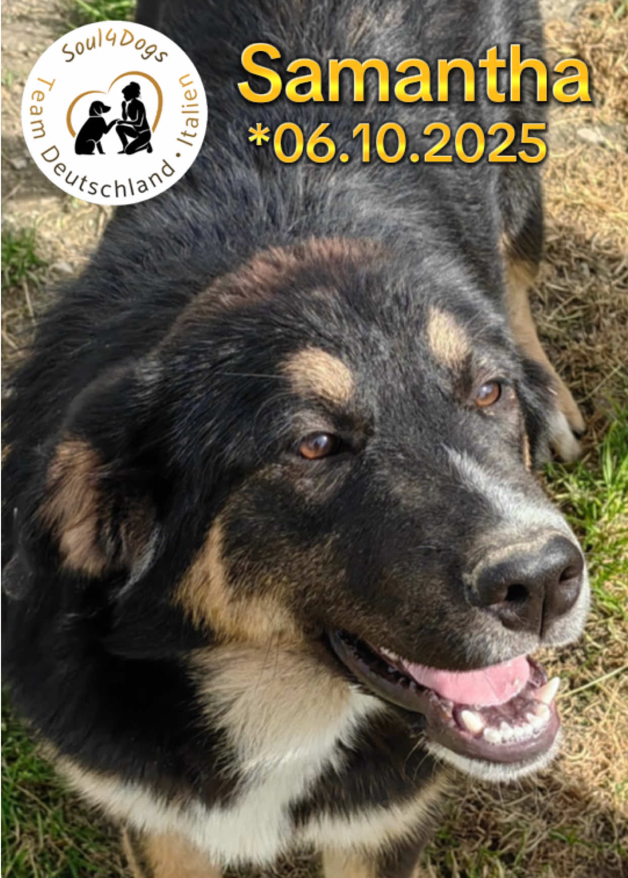 @soul4dogs