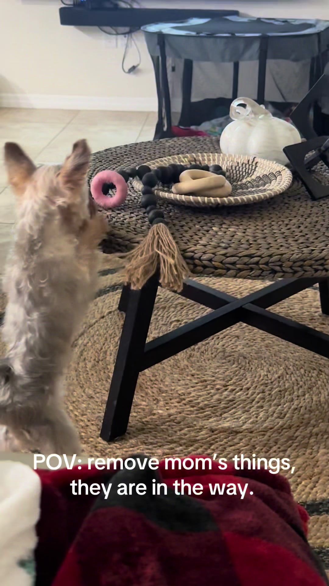@Penny the Yorkie
