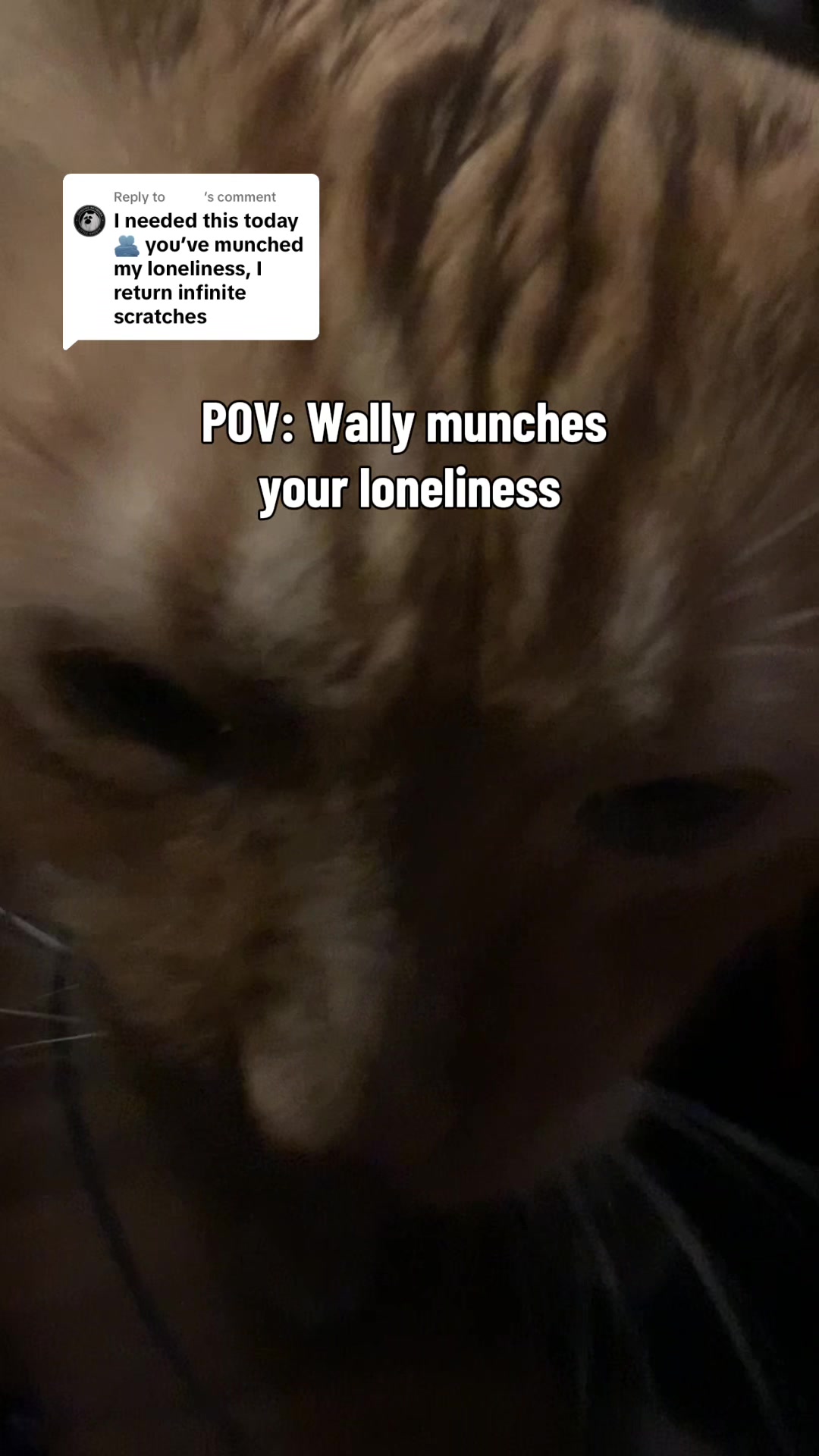 @diycatgeek (Wally & Howl)