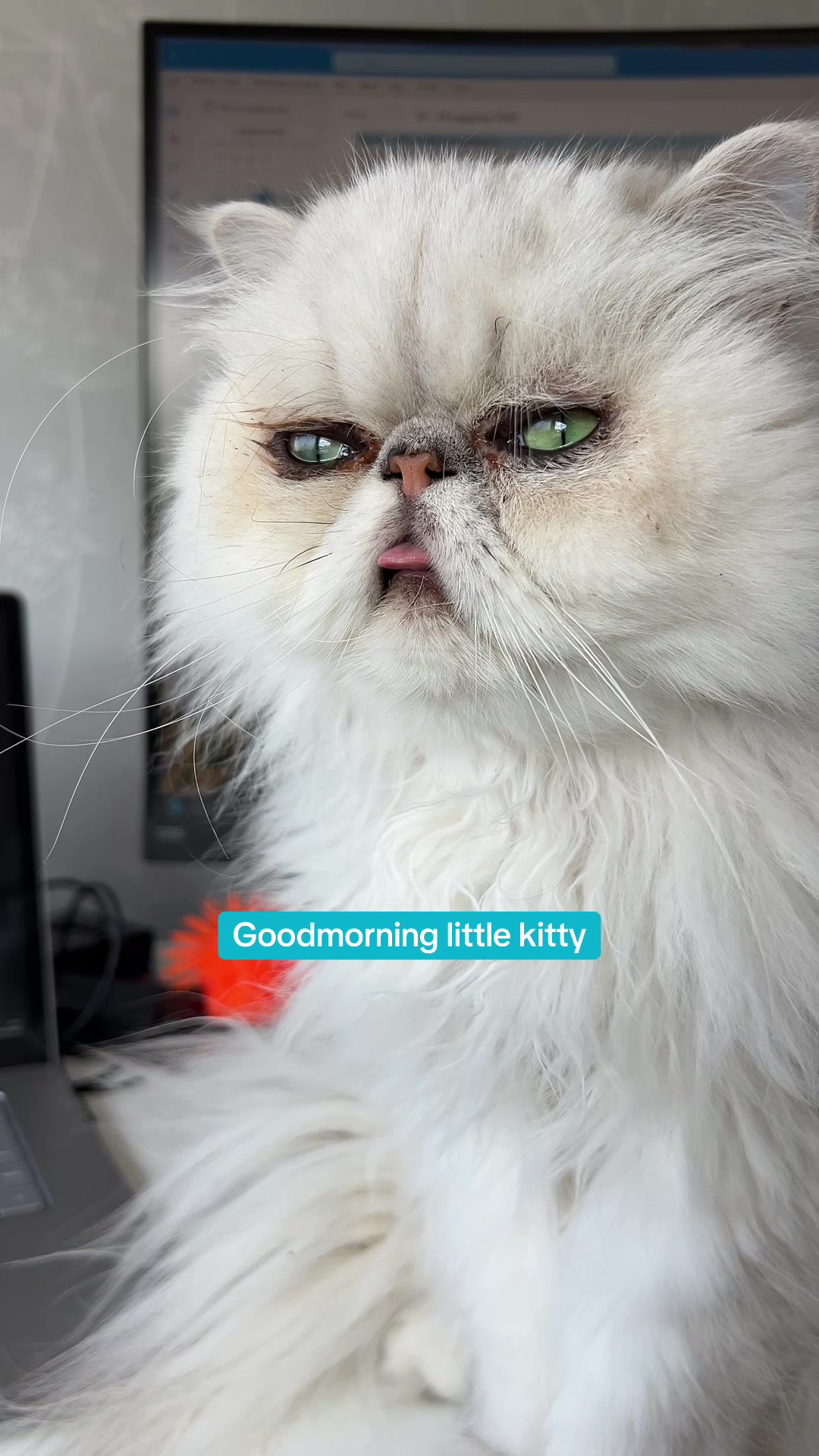 @Dutchkittycat