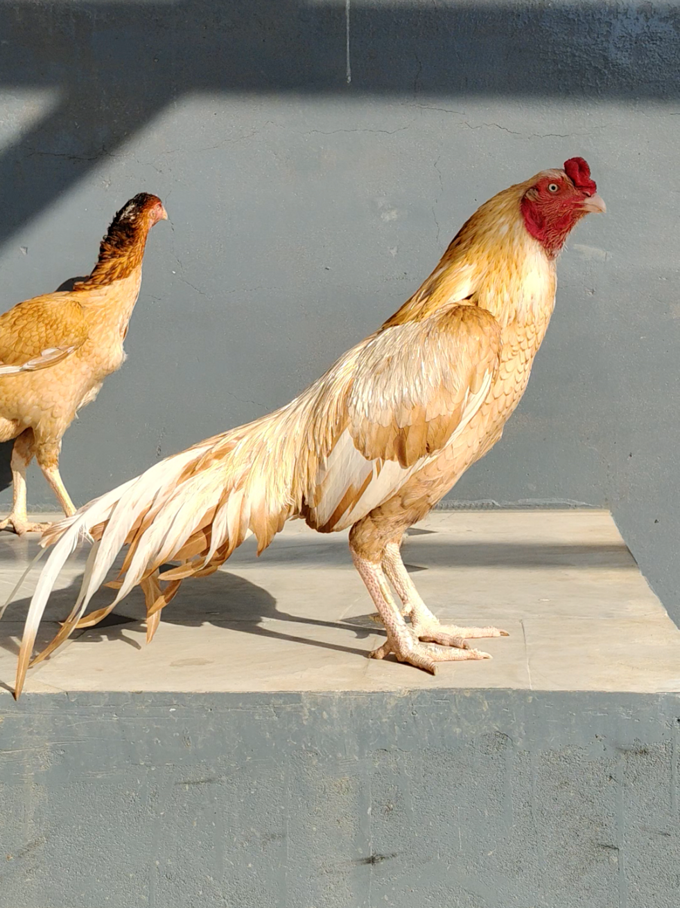 @AR Birds