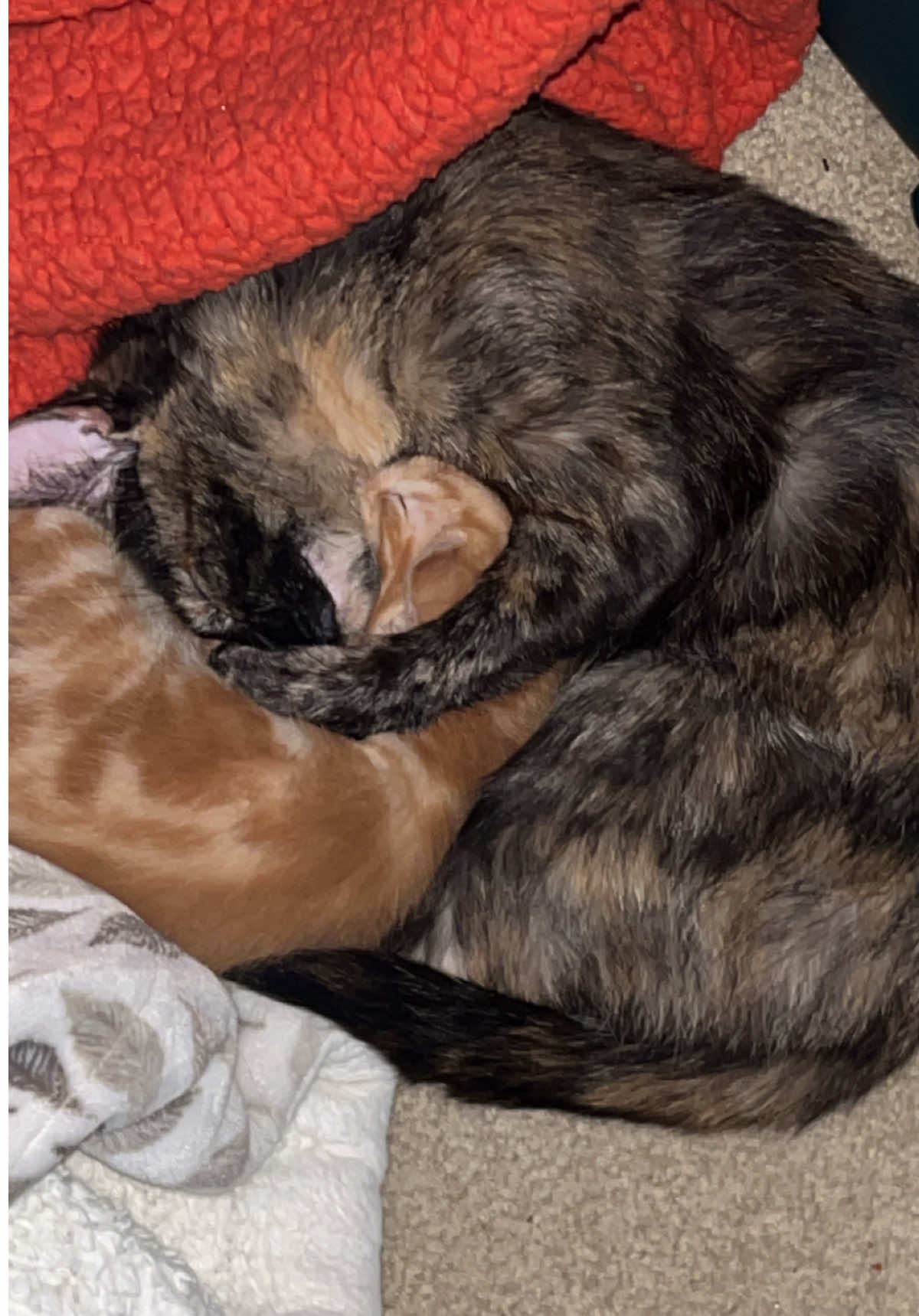 @Purrrrfect Moments