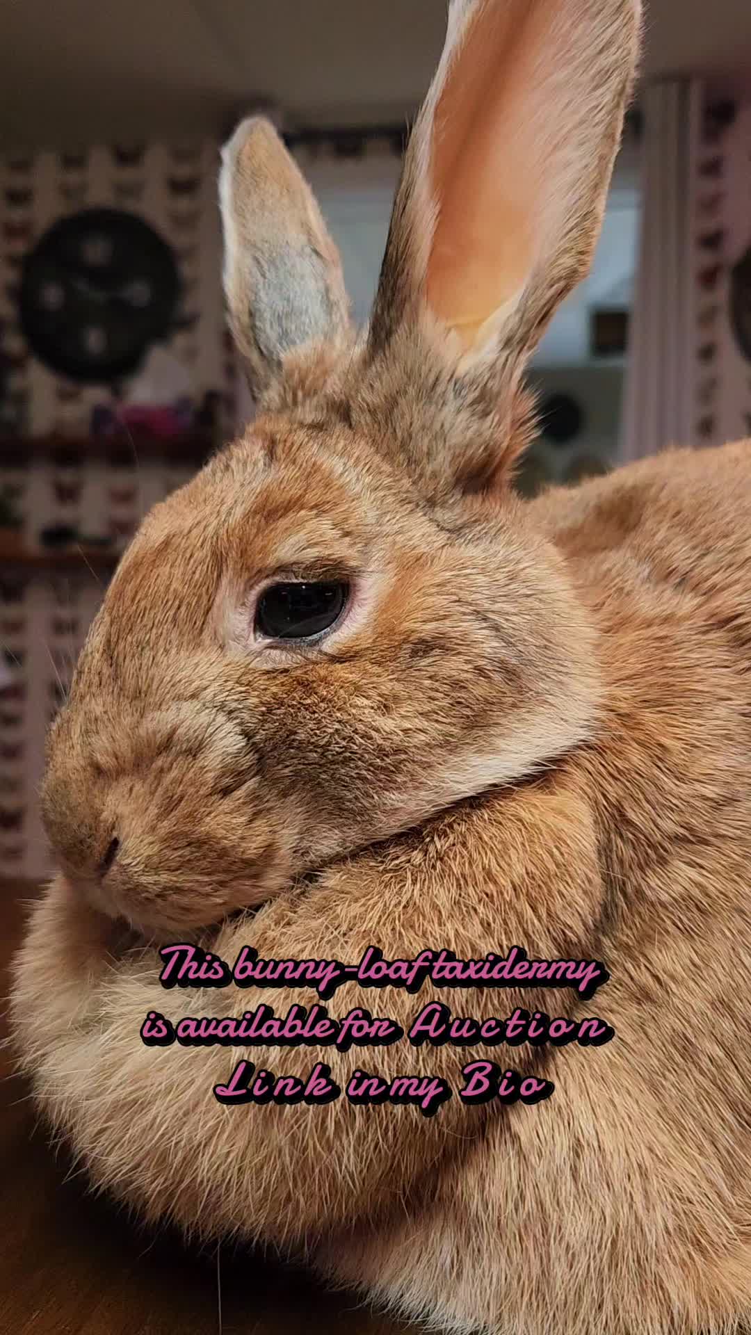 @May Jackalope Taxidermy 🇨🇦