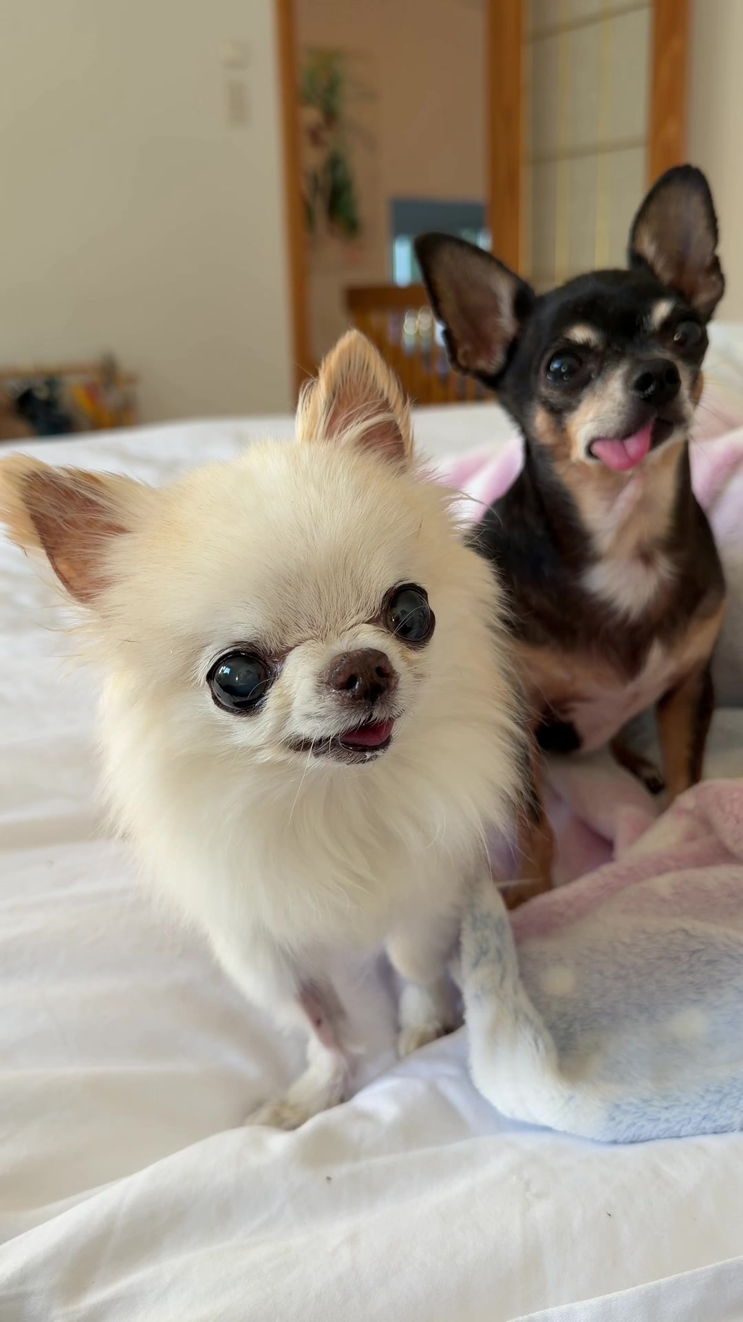 @Tiny Chihuahua Cedric & Maya