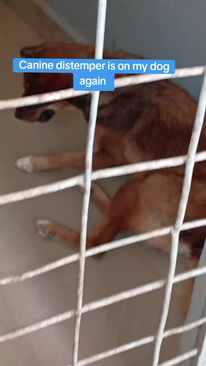 @Animal Welfare