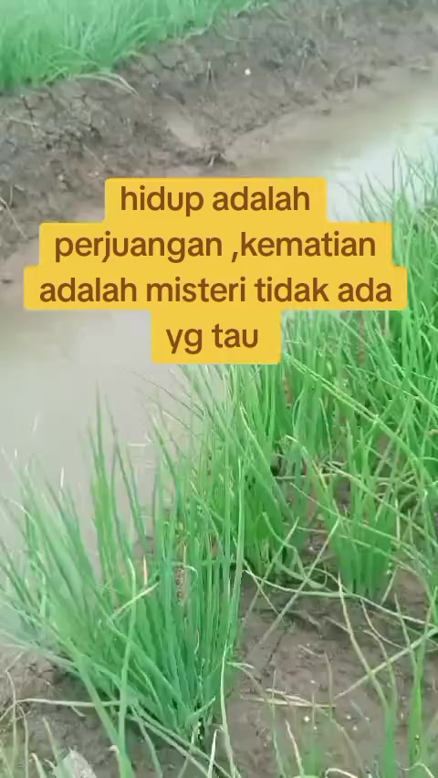 @slenteng brebes