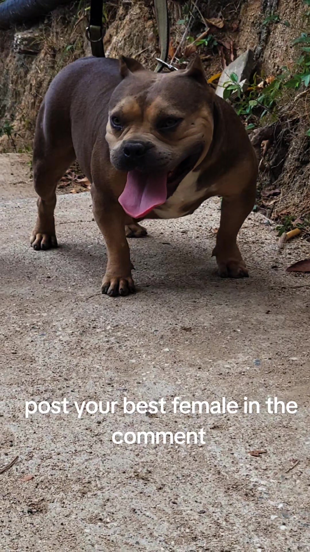 @machinesquad kennel