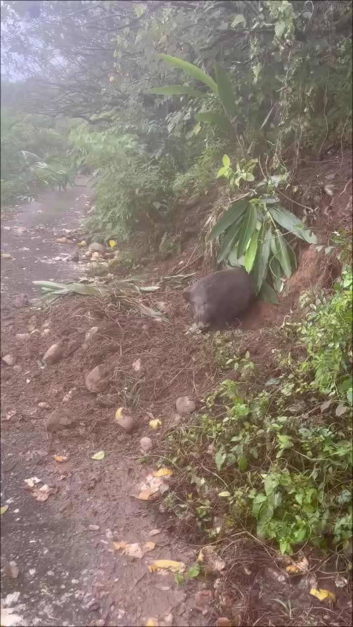 @後山精神 楊小宇