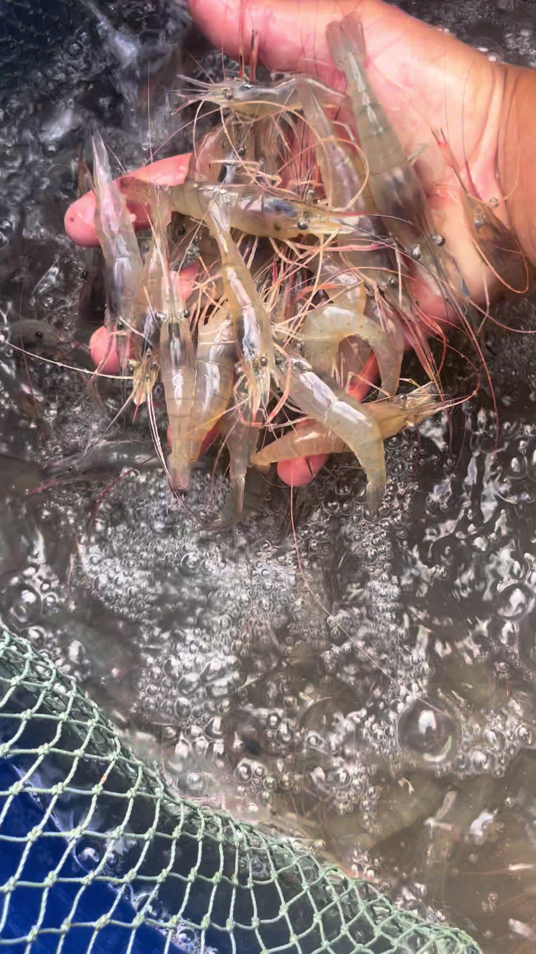 @Duy chở t&ocirc;m 🦐