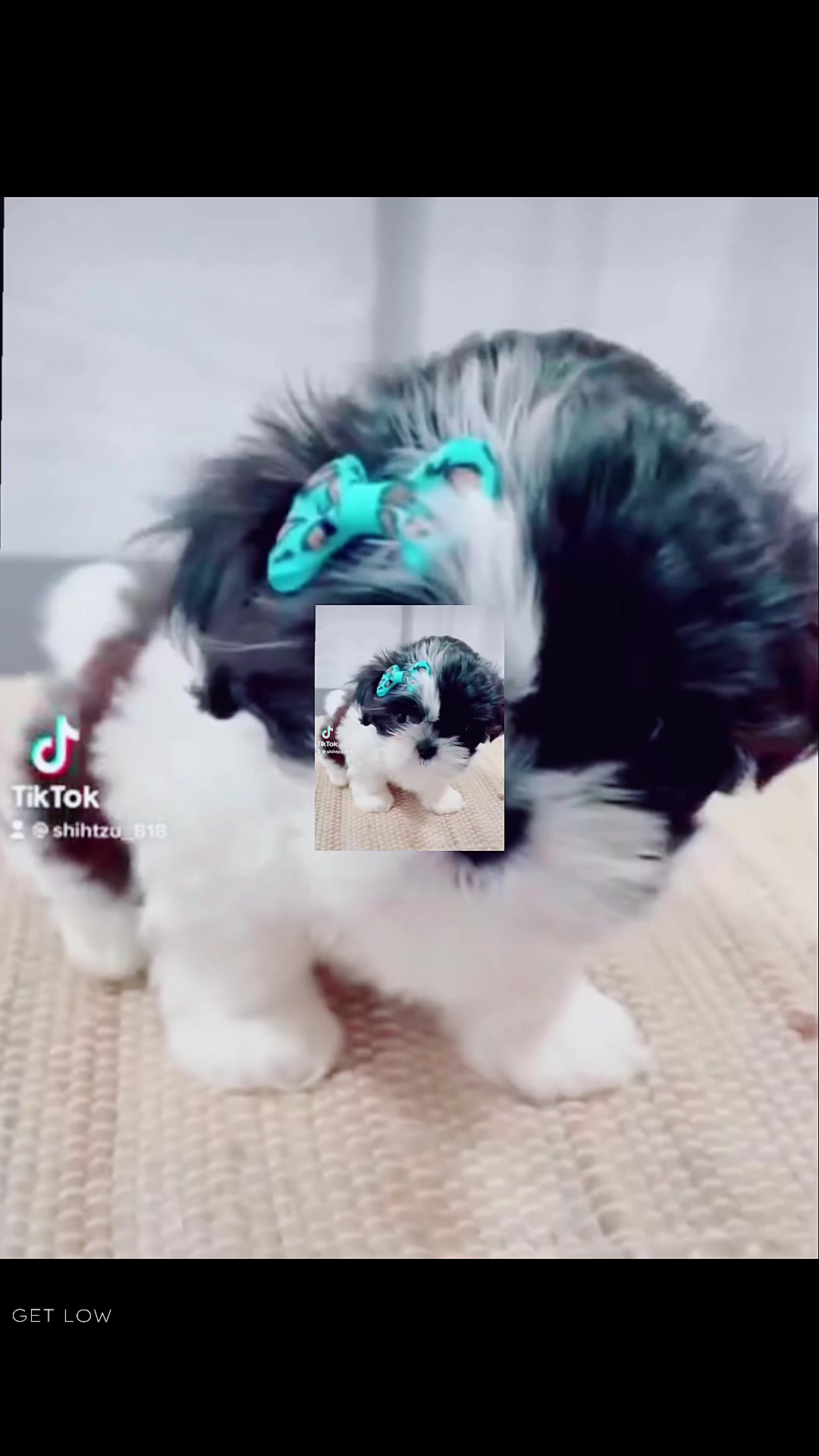 @SHIHTZU SOIR&Eacute;E