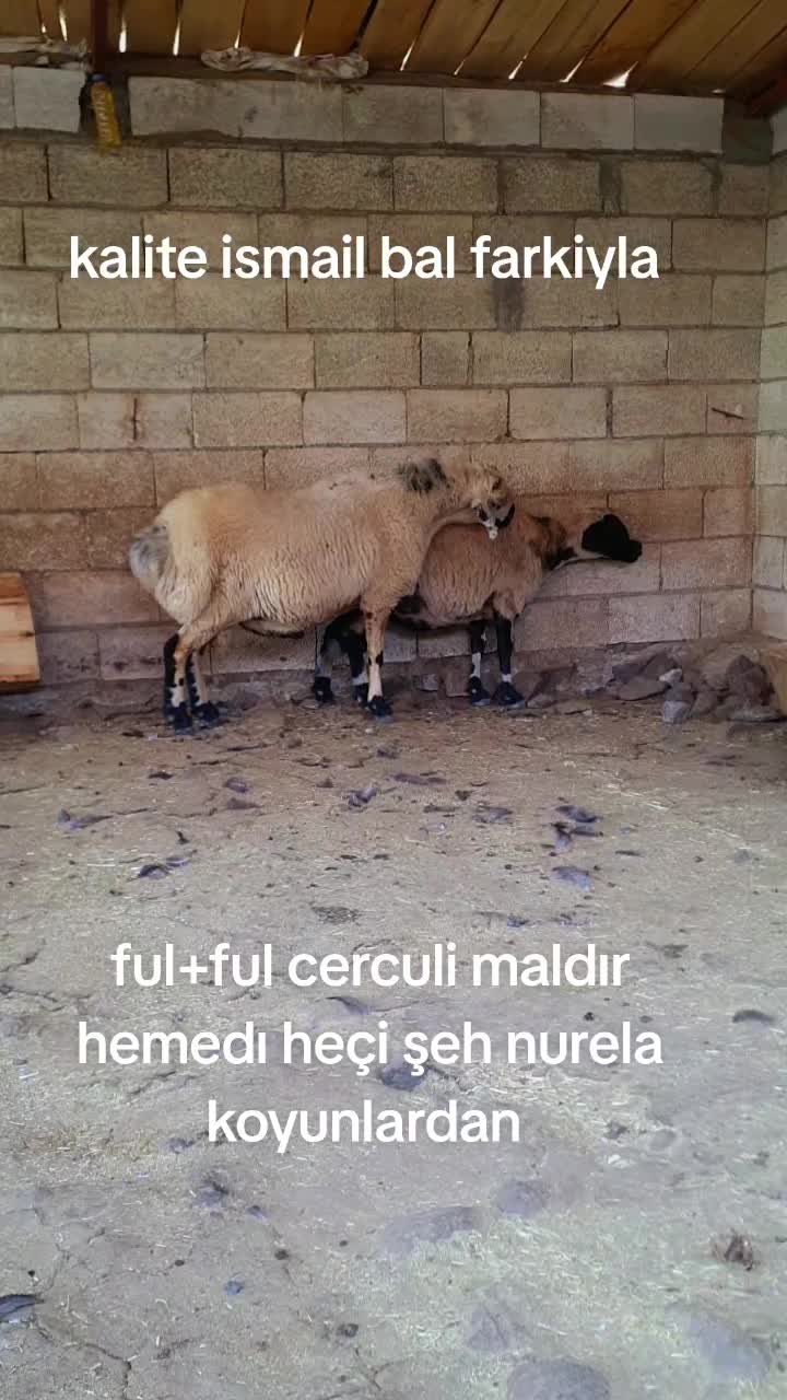 @Ismail Bal