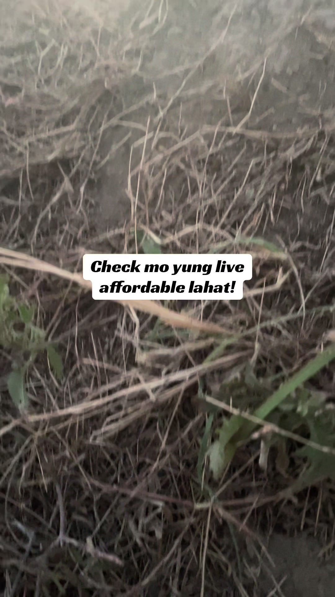 @PISO CELLPHONE