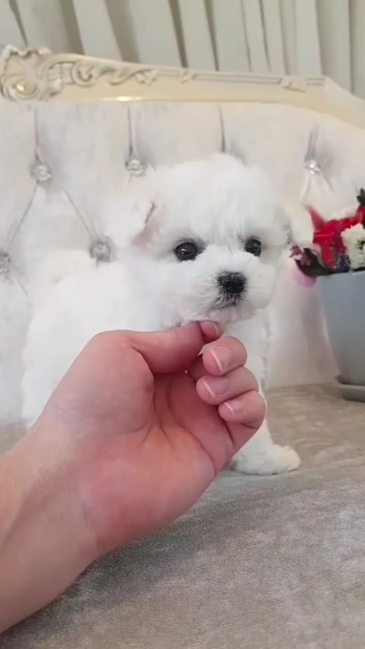 @Teacup puppies
