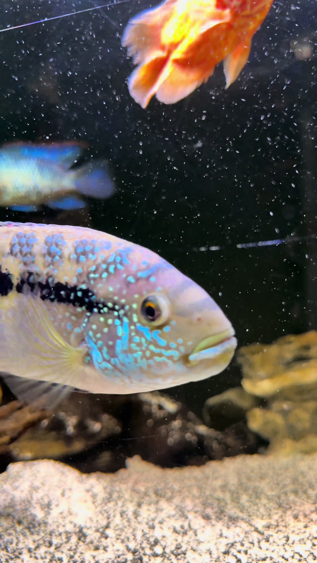@Cichlid Adventures
