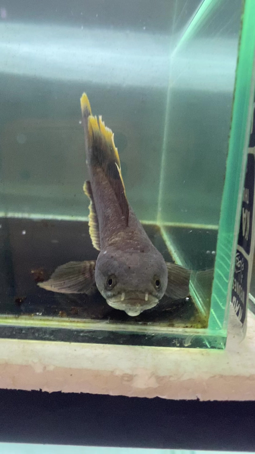 @RAP_Fish