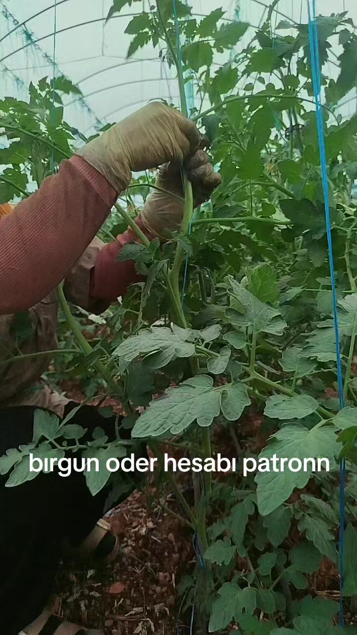 @havva gümüş