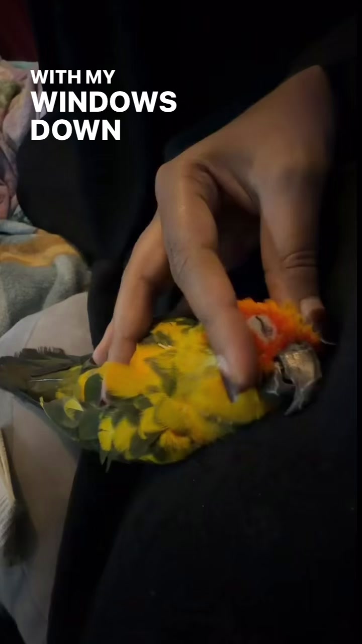 @Ryshamhanyf