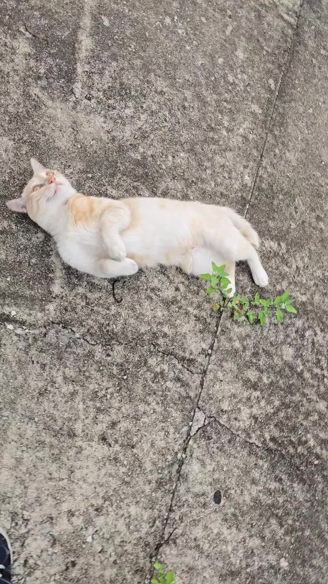 @고양이 형아