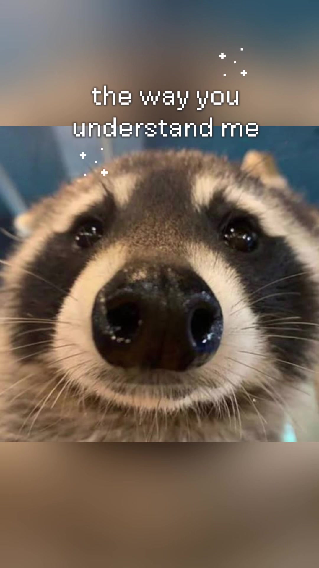 @Raccoon Music Videos