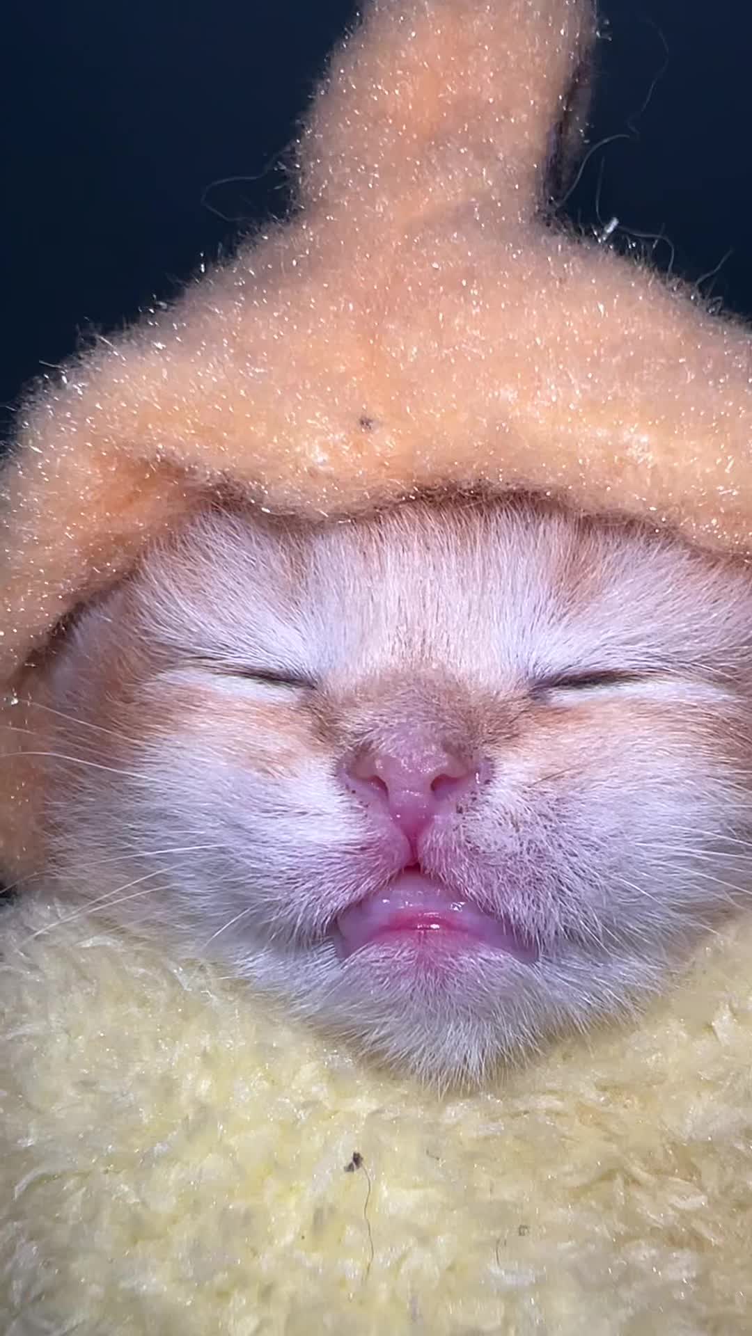 @Soothing Cats😻