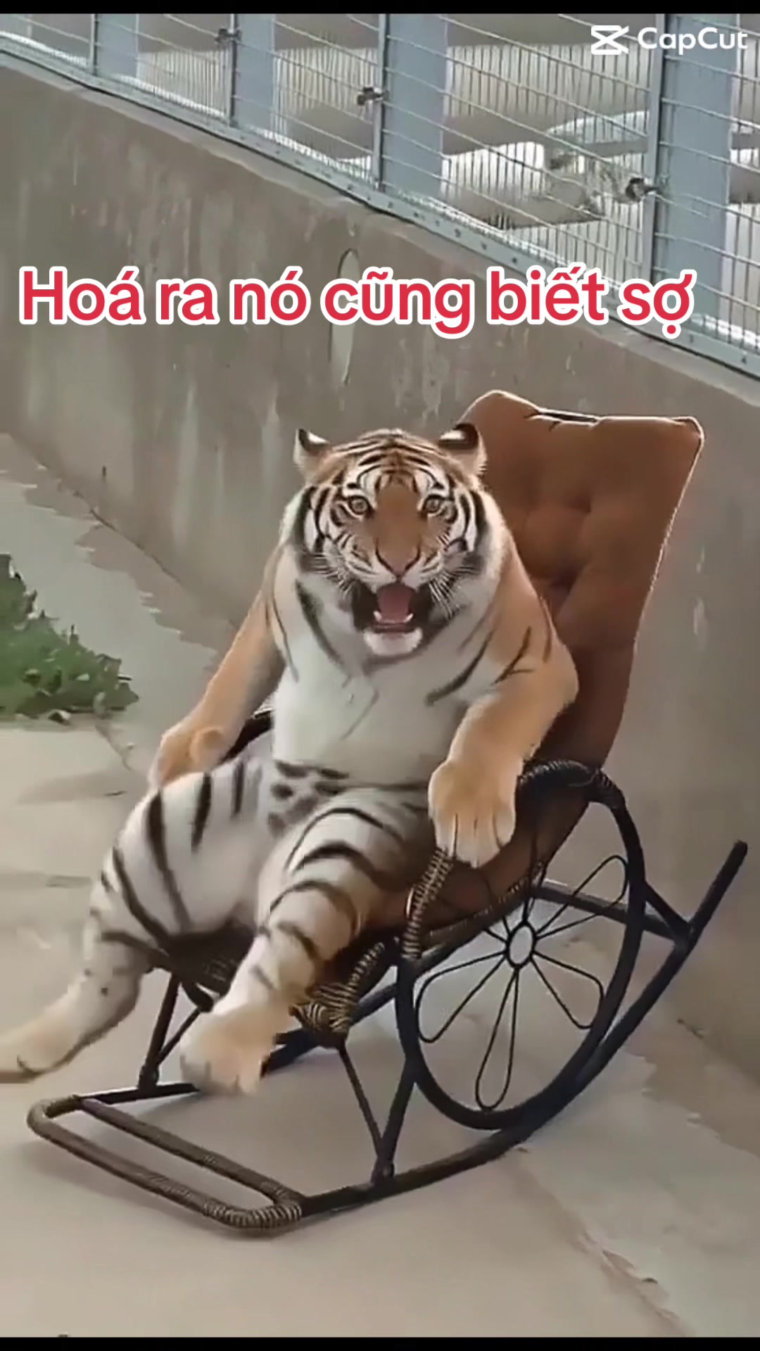 @Hoa sún ( nhí nhố)