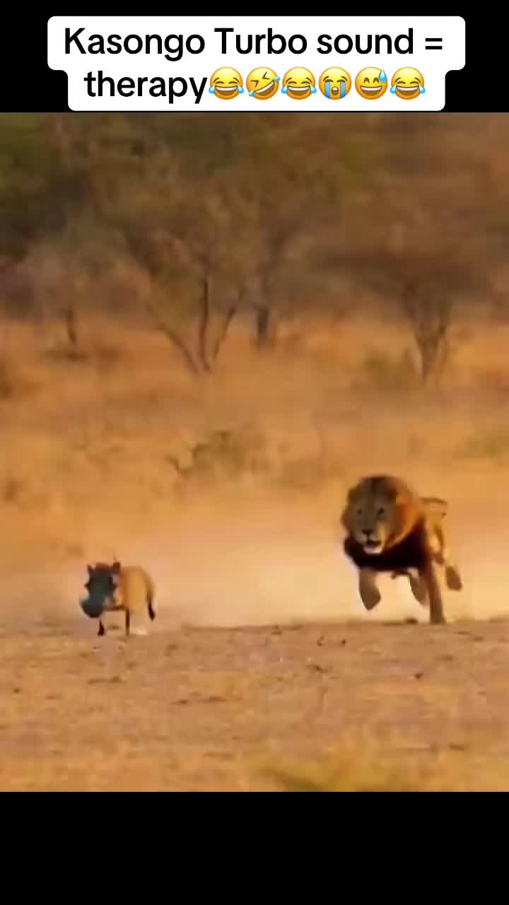 @Roi De la Jungle