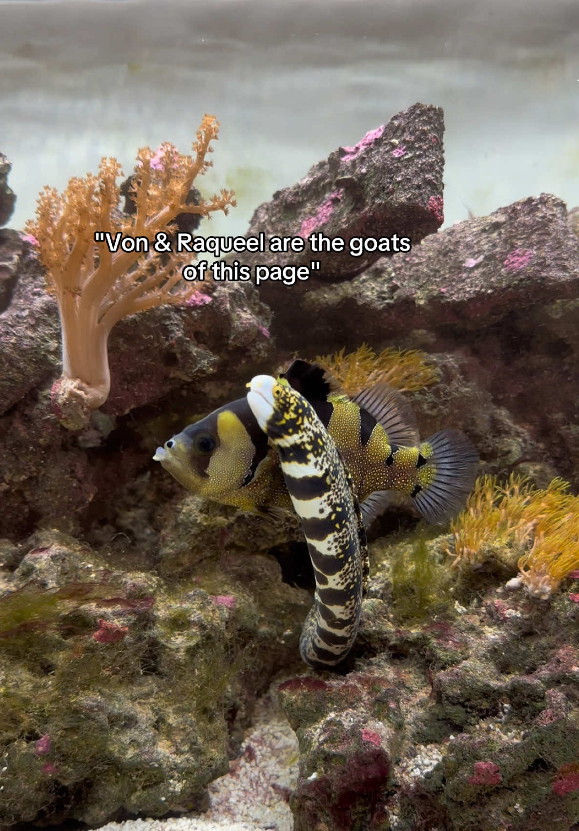 @ReefSync