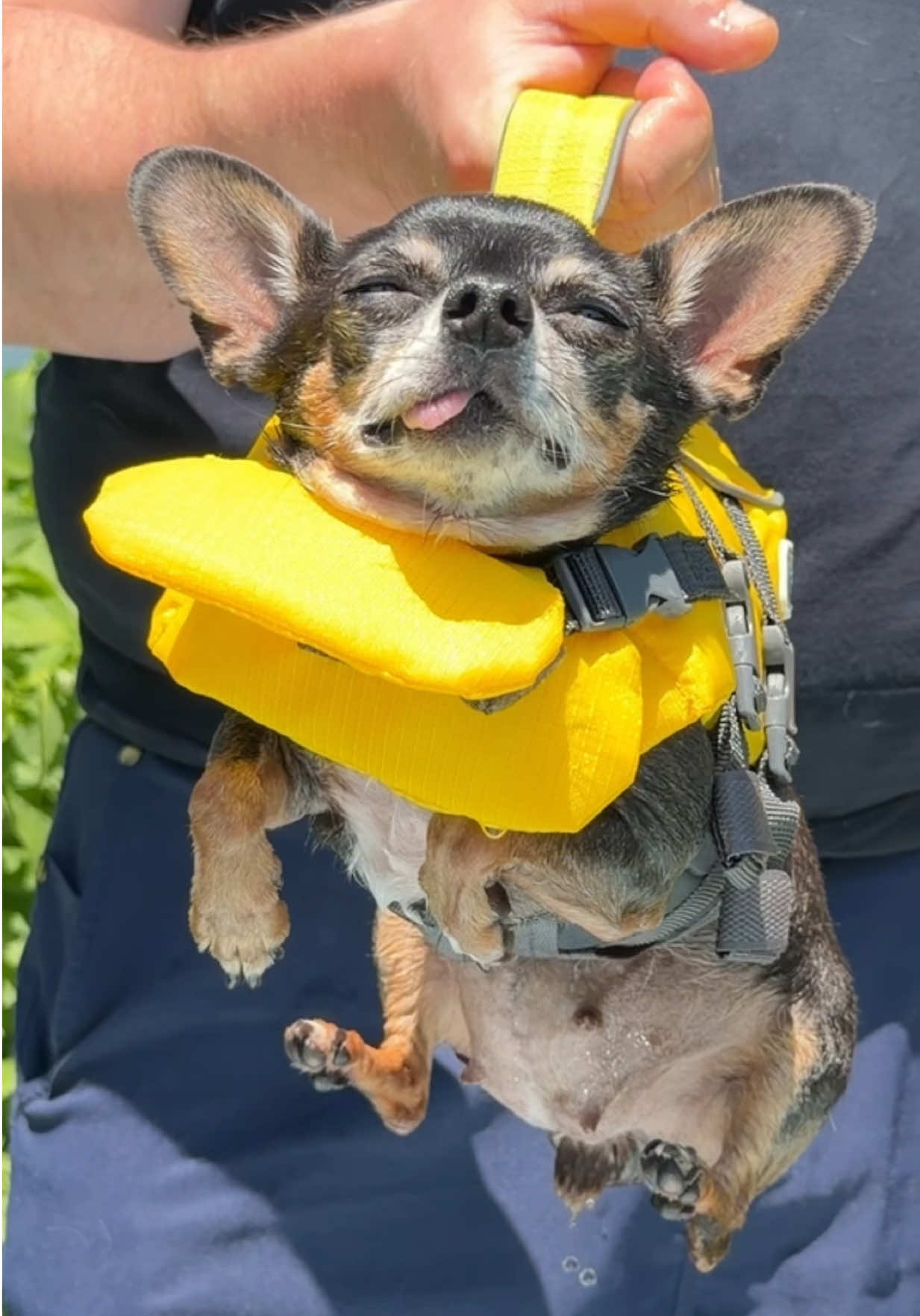 @Tiny Chihuahua Cedric & Maya