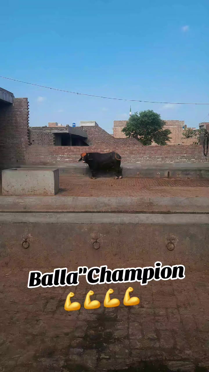 @Honey singh('gujjar')