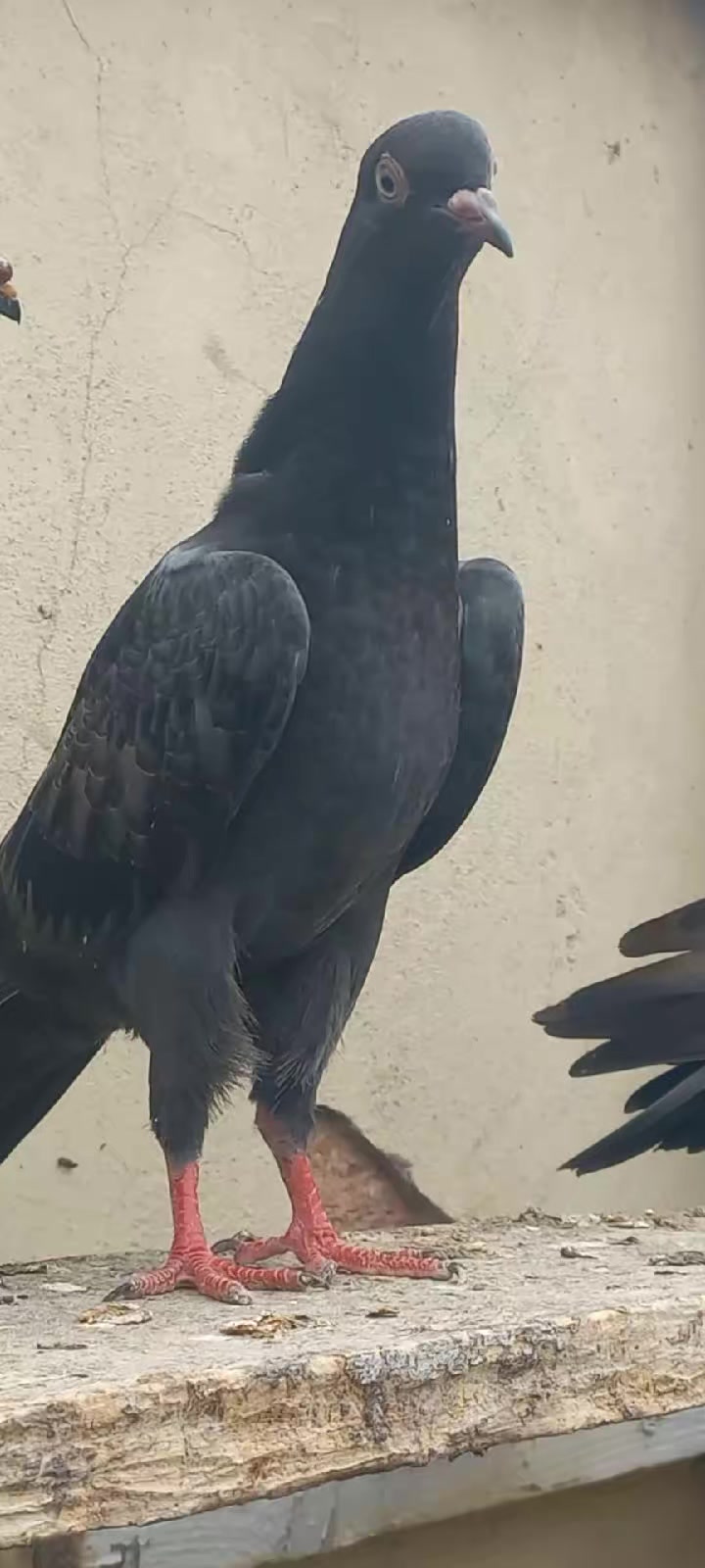@Ranakasuripigeon