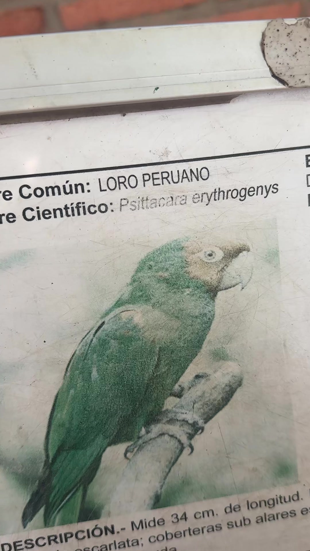 @🇧🇴la crespa pandina 🥰😘