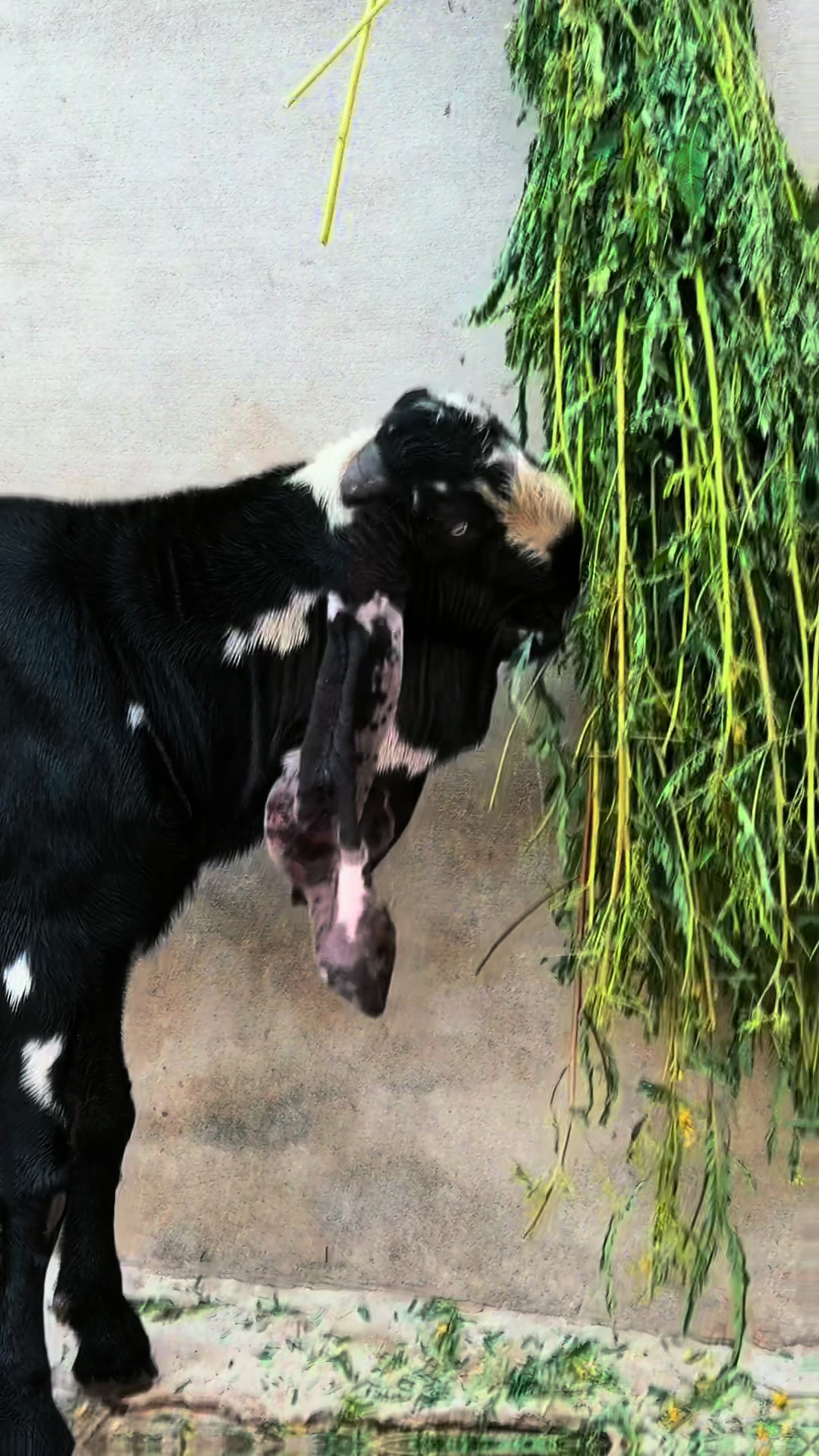 @Chohan Goat Farm Sialkot