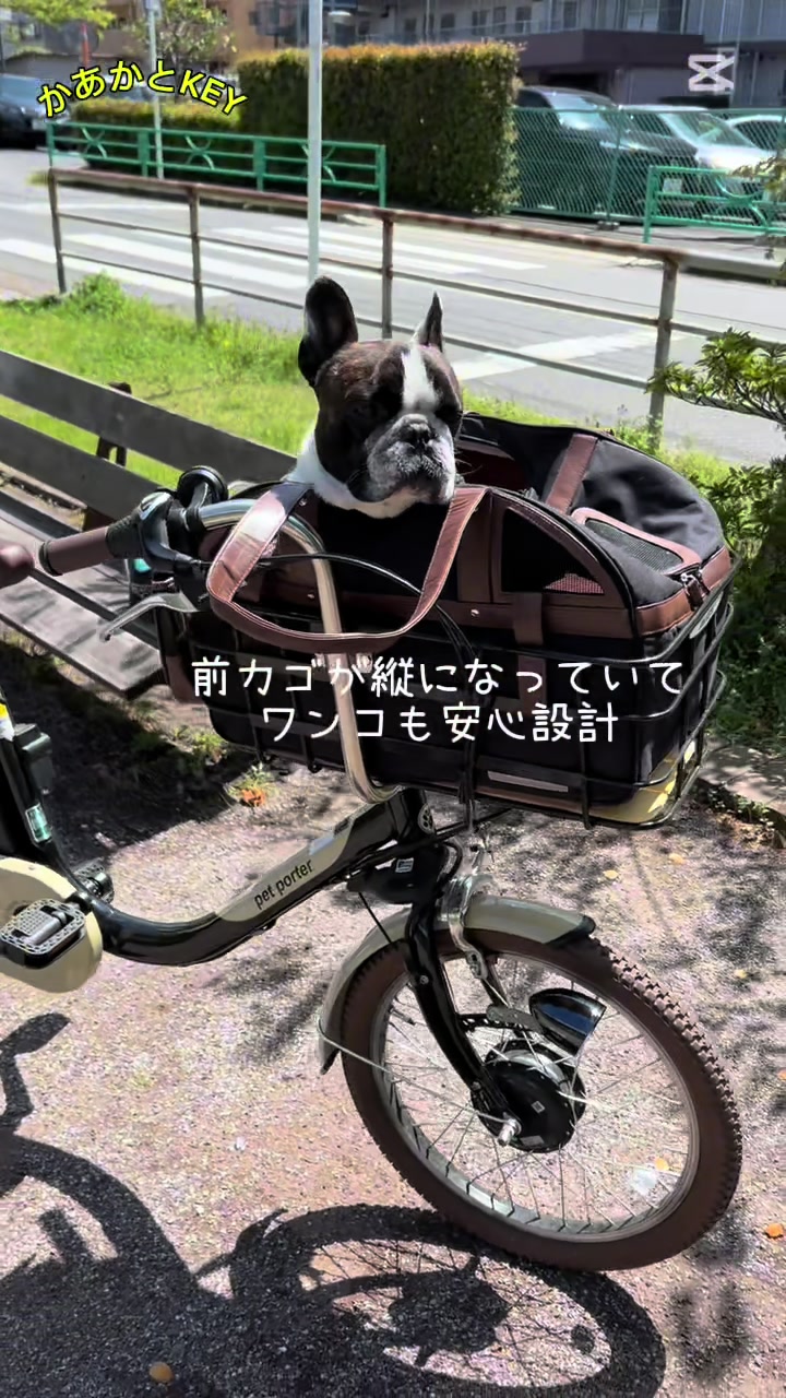 @かあかとKEY フレンチブルドックの日常