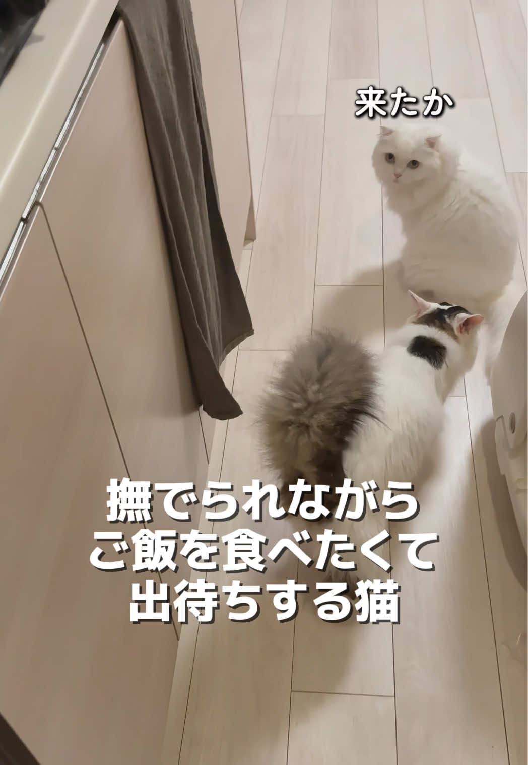 @もっちぬ